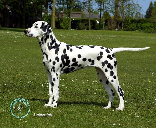 Dalmatian 9T085D-119.JPG